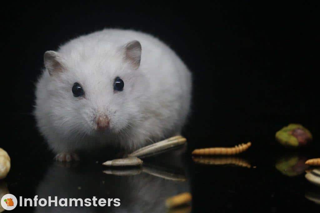 How To Take Care Of A Hamster For Beginners