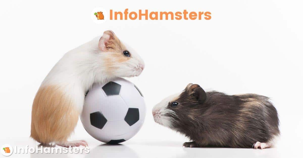 2 hamsters jugando